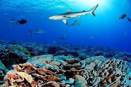 Създават най-големия морски резерват в Тихия океан