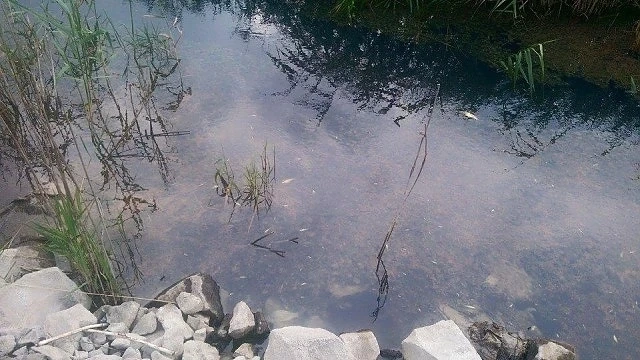 Три костенурки загинаха след разлива в Бургас