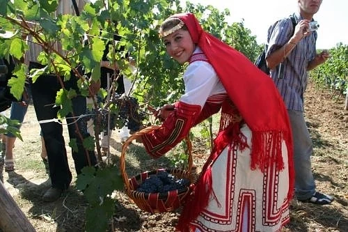 В Мелник удариха кьоравото: Туристи си плащат за да помагат за гроздобера 