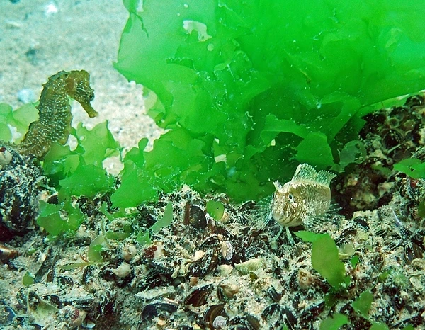 Черноморски водорасли служат за лекарства 