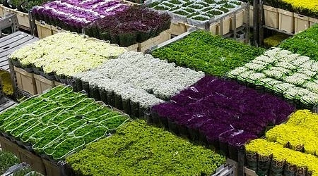 Борсите за цветя в Амстердам се превръщат в туристическа атракция 