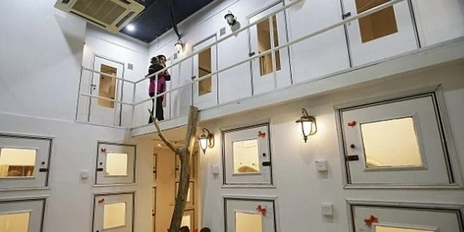 Хотел за котки отвори врати в Малайзия 