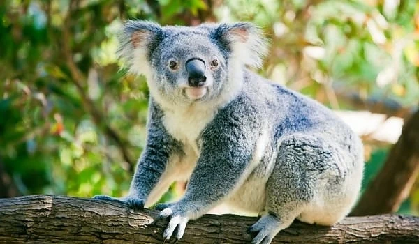 Коала пропътува 1100 км със самолета
