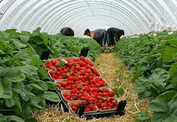 Търсят се 800 кандидати за бране на ягоди в Испания