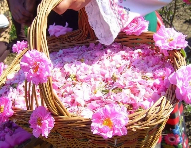 Богата програма за празника на розата