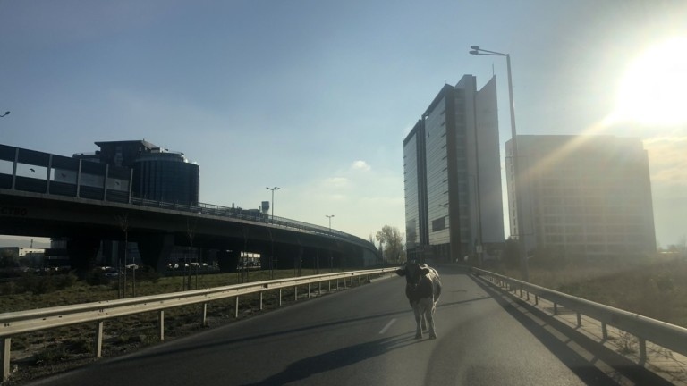 Крави се разхождат по булеварда за летище София