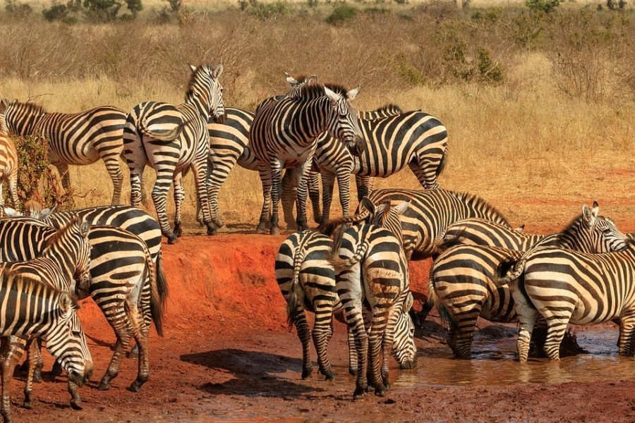 Най-доброто африканско сафари - Кения 