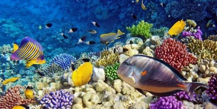 Dream holidays включи и Варна в чартърите до Йордания