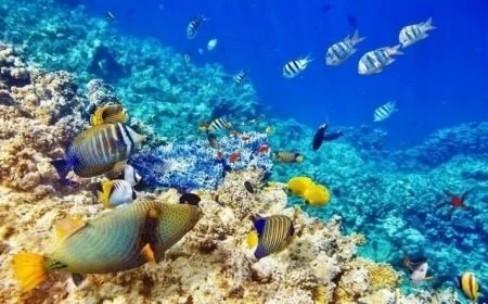 Нов прилив на българи се очаква към Египет