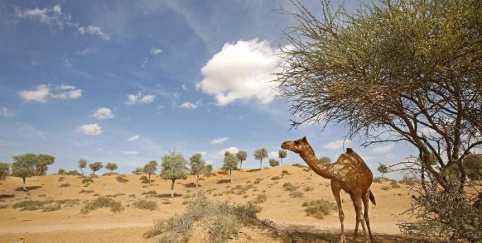  Дубай и Рас ал Хайма са предпочитани дестинации сред българите 