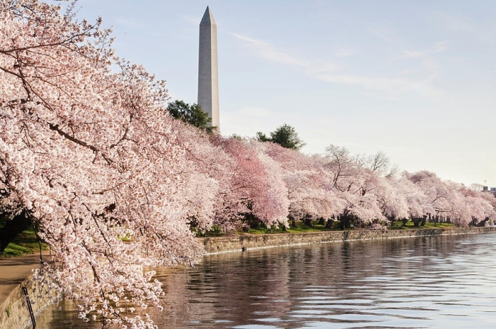 Фестивалът на черешовия цвят радва жители и гости на Вашингтон
