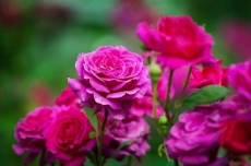 Туристи от цял свят ще има в Казанлък за 121-вия Празник на Розата