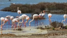 Хиляди розови фламинги гнездят край Варна 