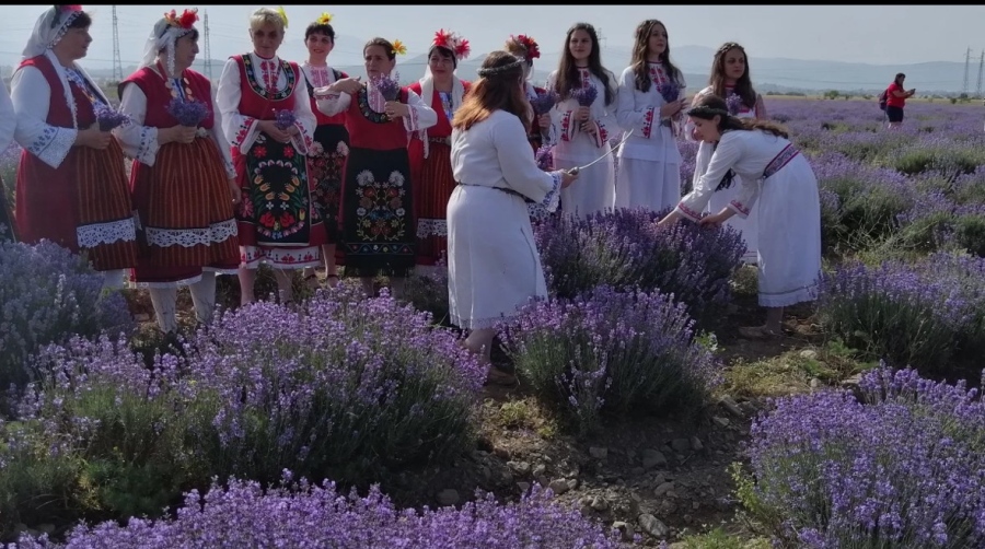 Жътварки на лавандула посрещат туристи в сините полета край Карлово 