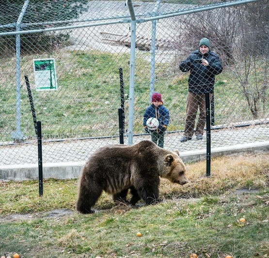 Паркът за мечки край Белица отваря врати за посетители