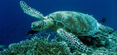 Морски костенурки все по-често хапят плувци във водите край гръцкия остров Крит