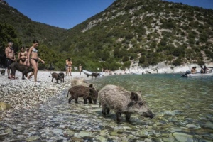 Островът на прасенцата в Гърция се превърна в хит сред туристите